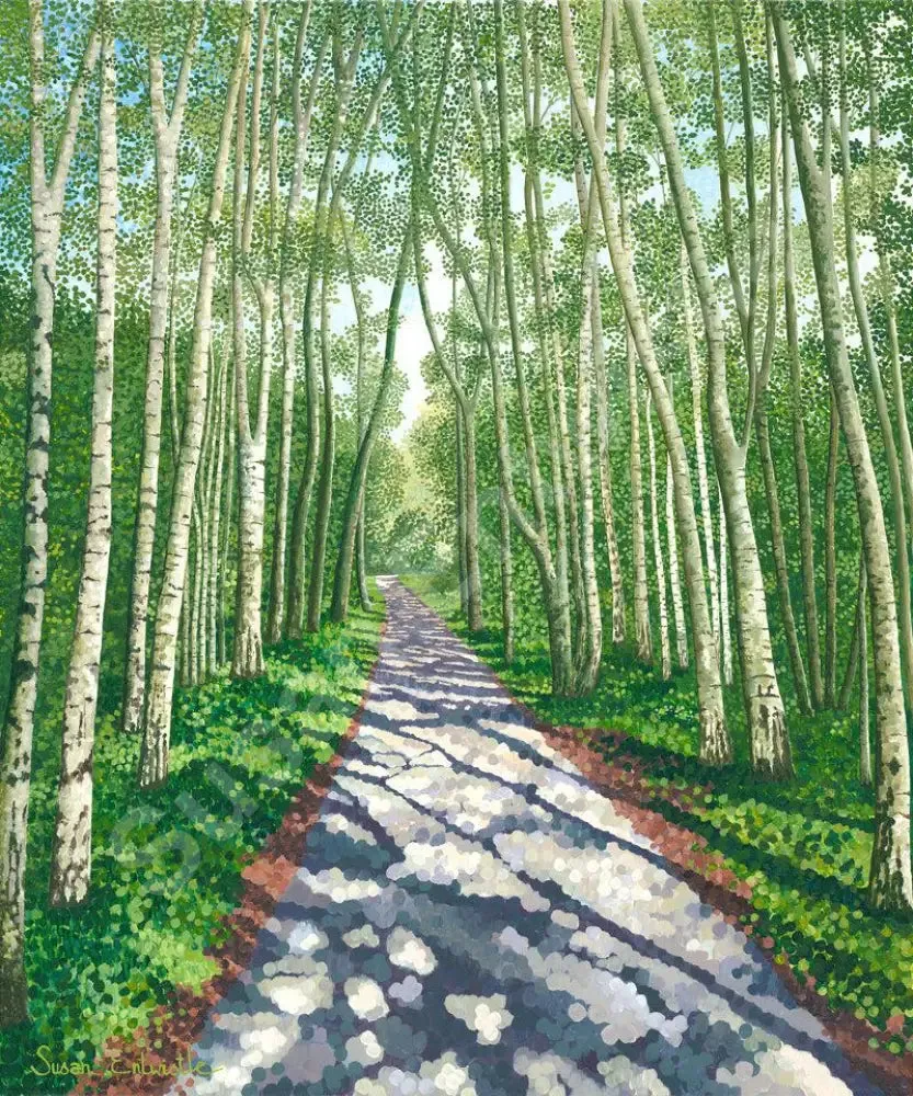 Birch Walk Limited Edition Print