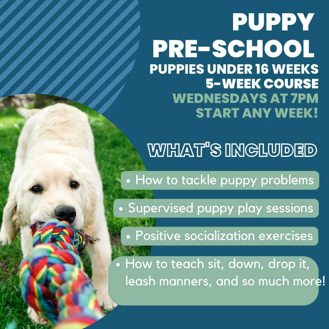 Puppy Pre-School