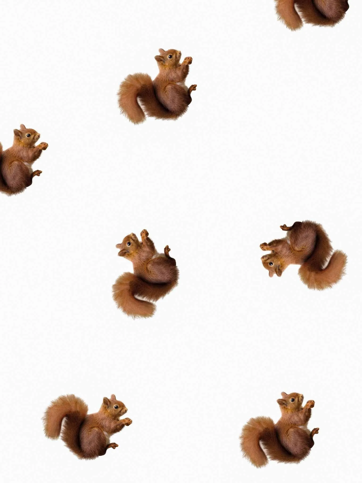 Squirrels Broek Heren